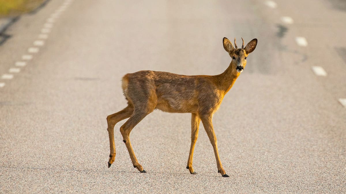 Un tercio de los accidentes en vía interurbana en Navarra son causados por el atropello de animales silvestres