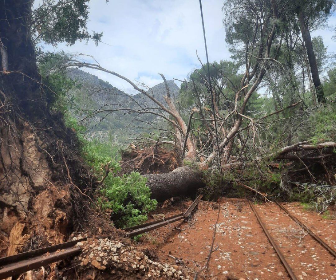 Árboles arrancados o partidos sobre las vías del ferrocarril