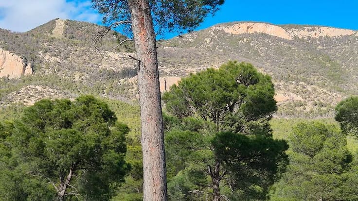 Entrevista con Pedro Quiñonero, presidente de BOsqueO2.