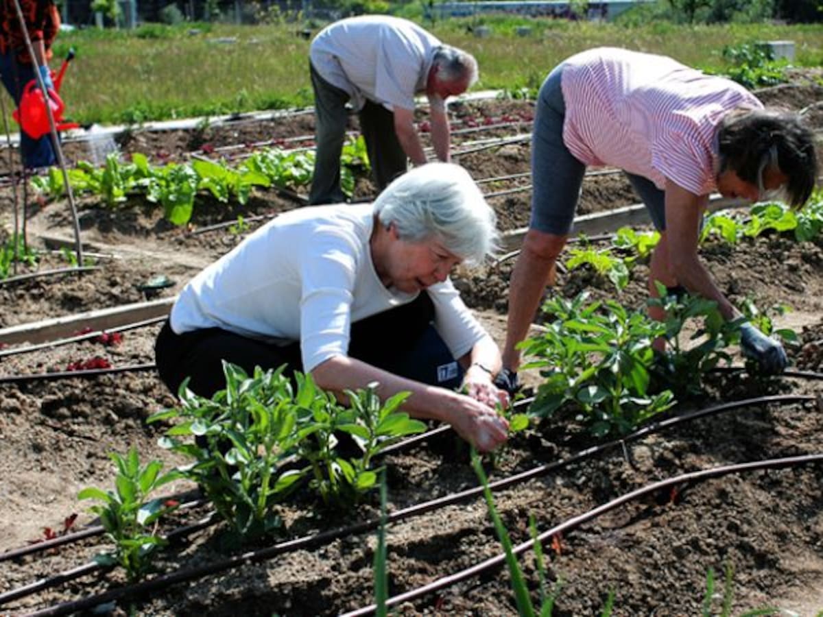 Los huertos urbanos cobran vida en Sanse