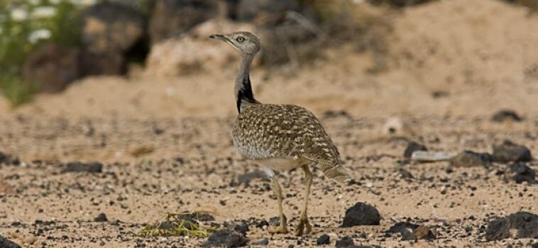 Un ejemplar de hubara en el Jable de Lanzarote.