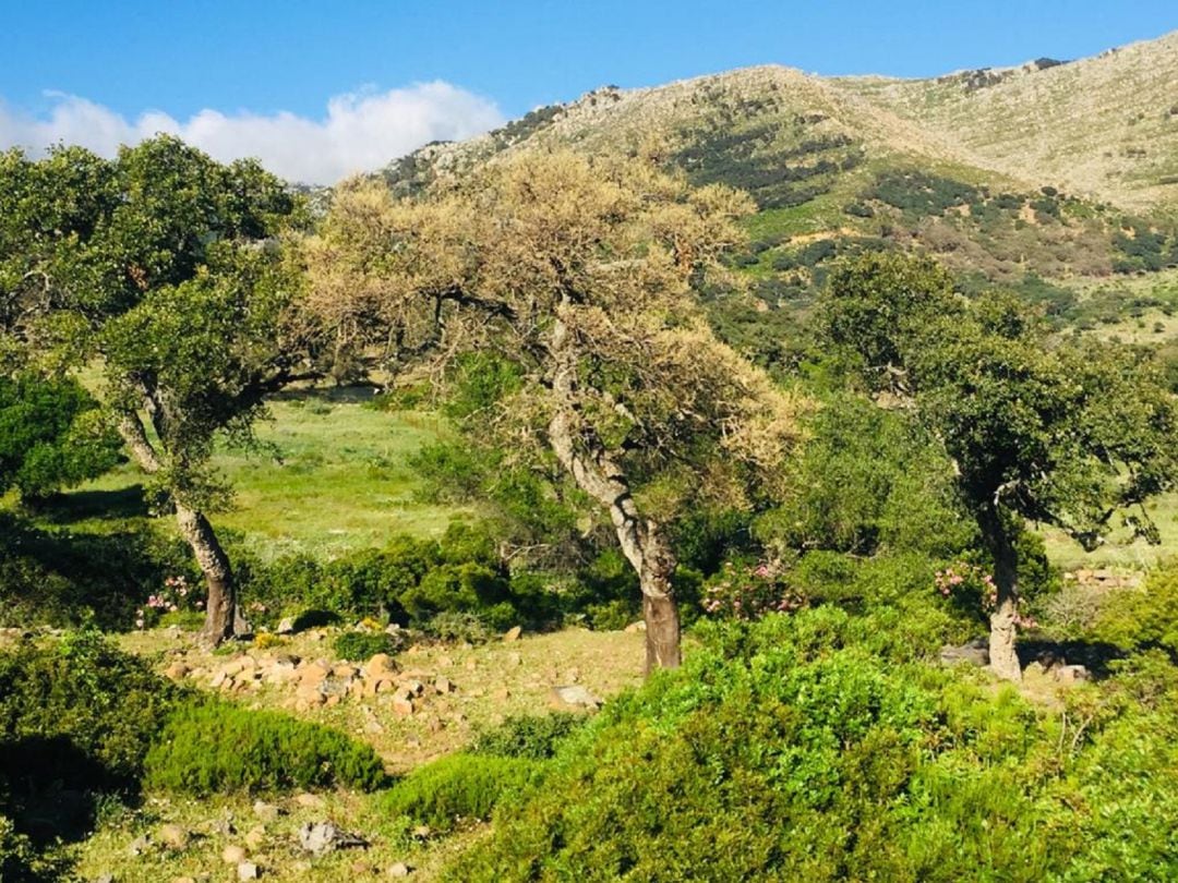 Parque de Los Alcornocales.