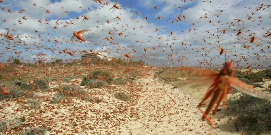 Plaga de langostas sobre Corralejo, en Fuerteventura, en la primavera de 2016.