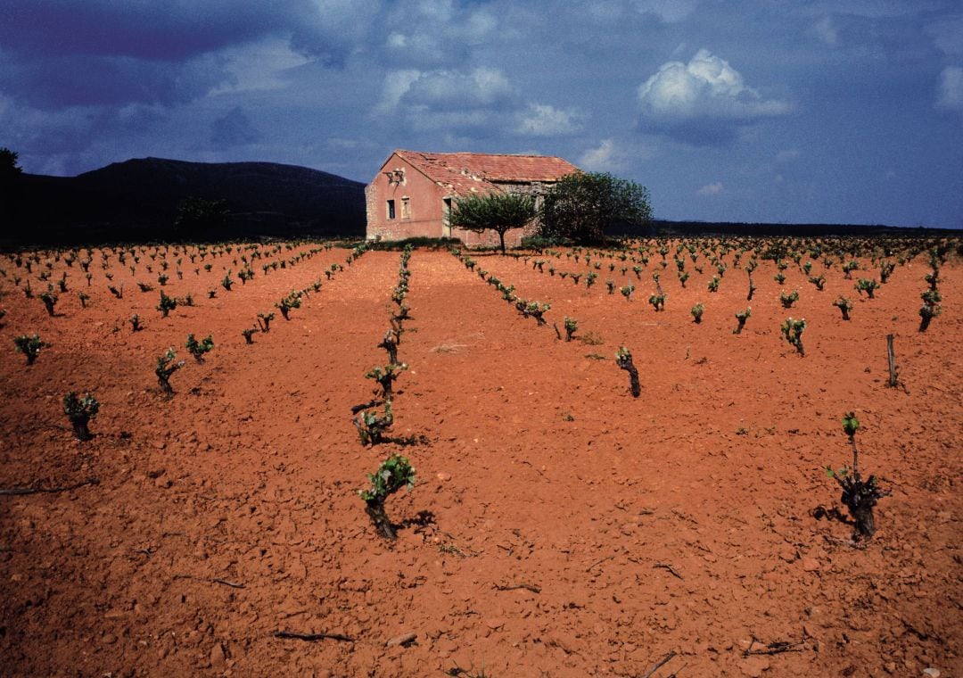 Viñedos de Requena en una imagen de archivo