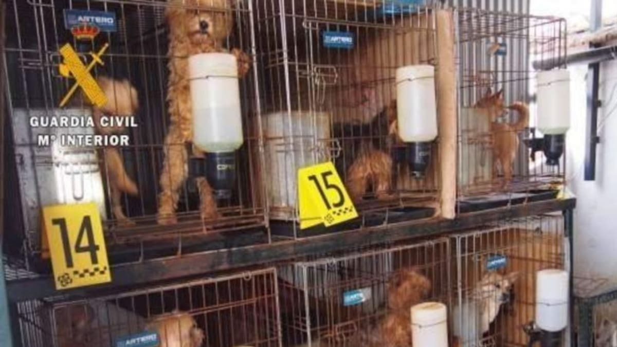 Condena firme de un año y tres meses por hacinar y mutilar a cincuenta perros