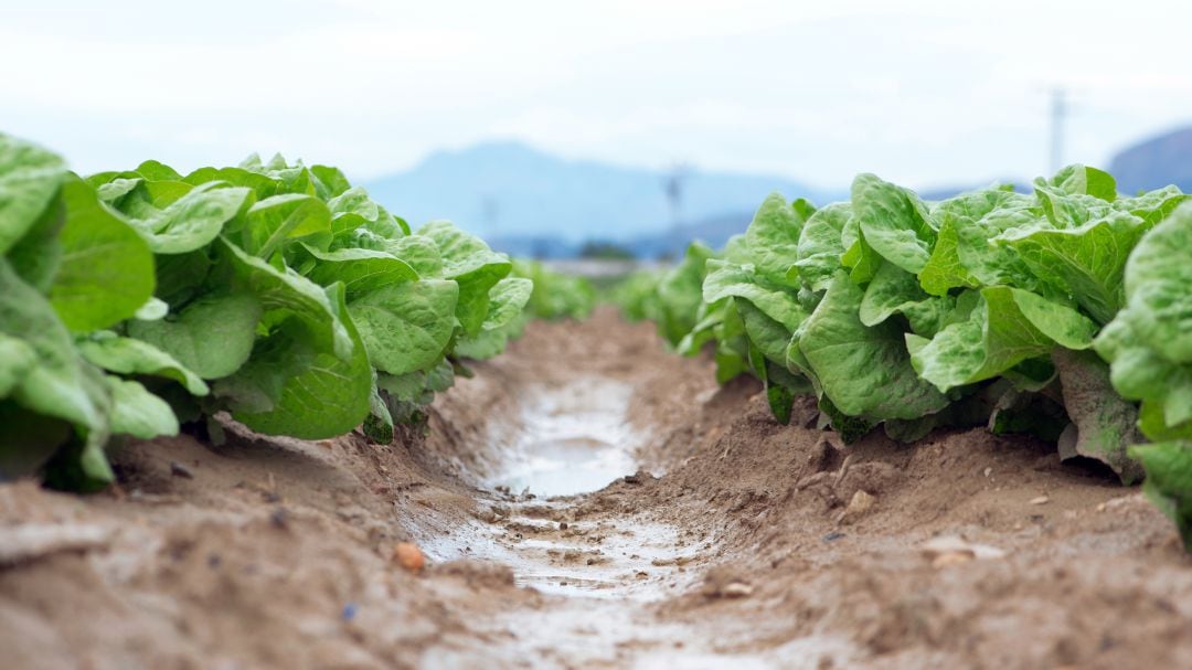 Murcia, la tercera comunidad española en exportación de frutas y hortalizas hasta abril