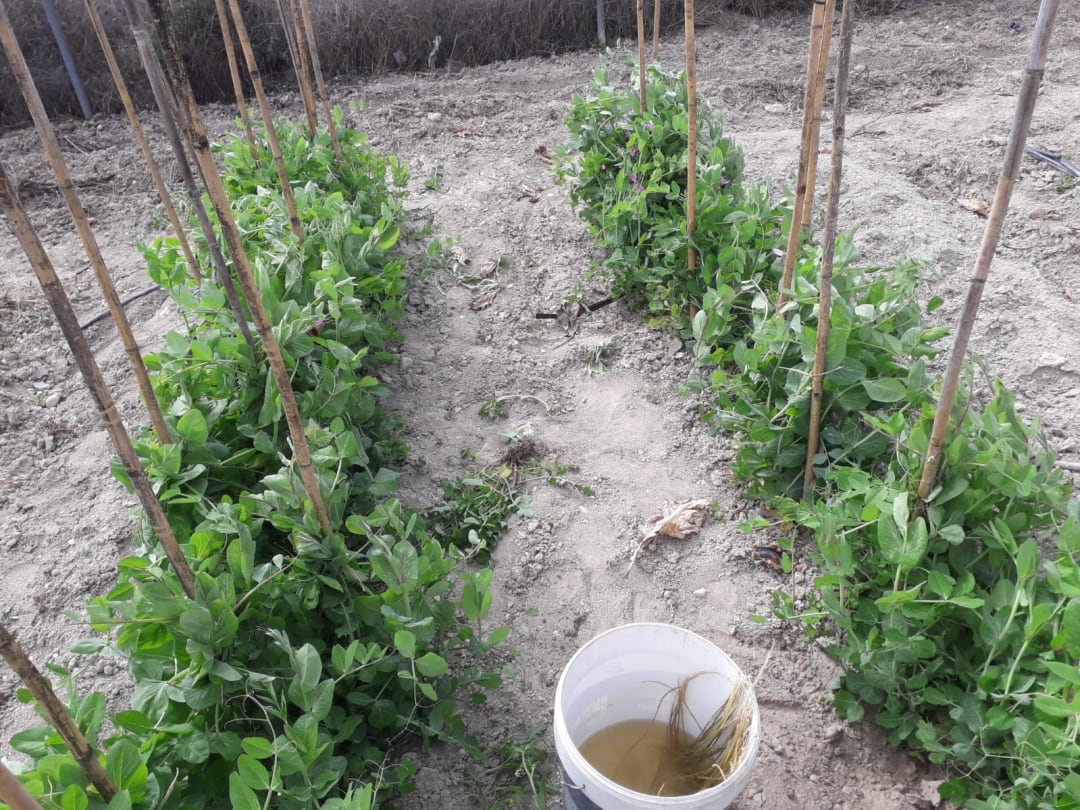 Imagen de plantación de guisantes tirabeque en Heco Huerto Sax