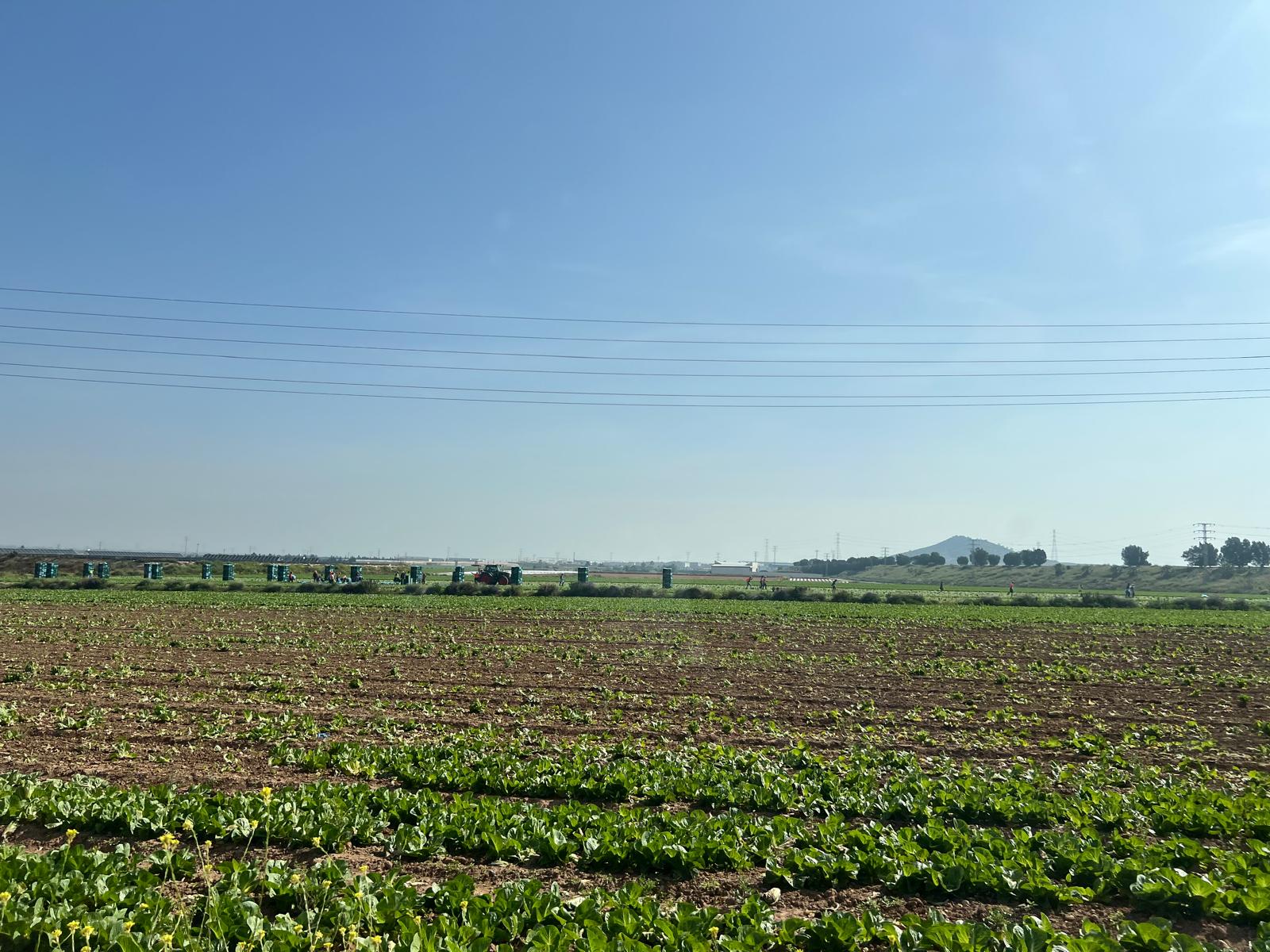 El regadío del Campo de Cartagena cree que el Gobierno podría esperar a un cambio político para modificar el trasvase