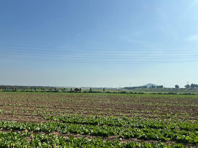 El regadío del Campo de Cartagena cree que el Gobierno podría esperar a un cambio político para modificar el trasvase