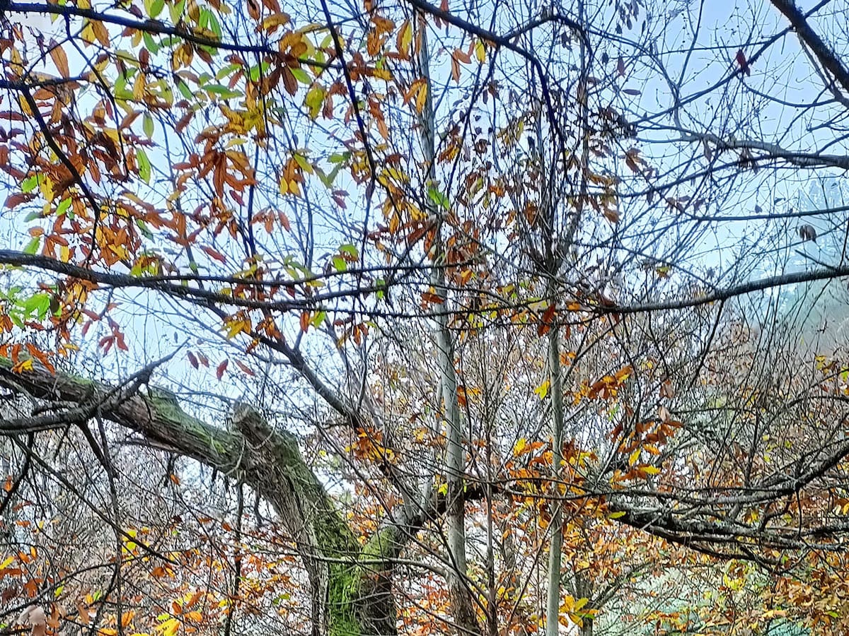 Una investigación señala a los sotos de castaño en el Bierzo como activos estratégicos de la bioeconomía