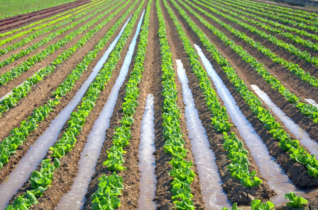 Plantación en la comarca de L&#039;Horta, en la provincia de Valencia