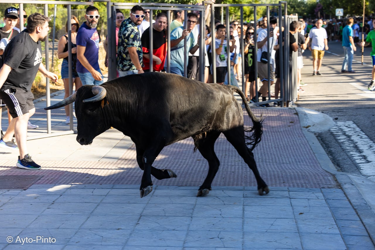 Imagen de los encierros de Pinto del año 2023