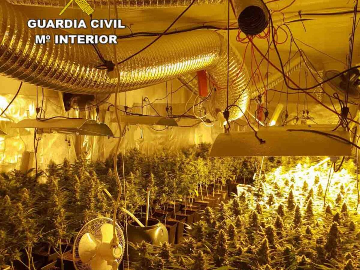 Desmantelada una plantación de marihuana en ses Salines