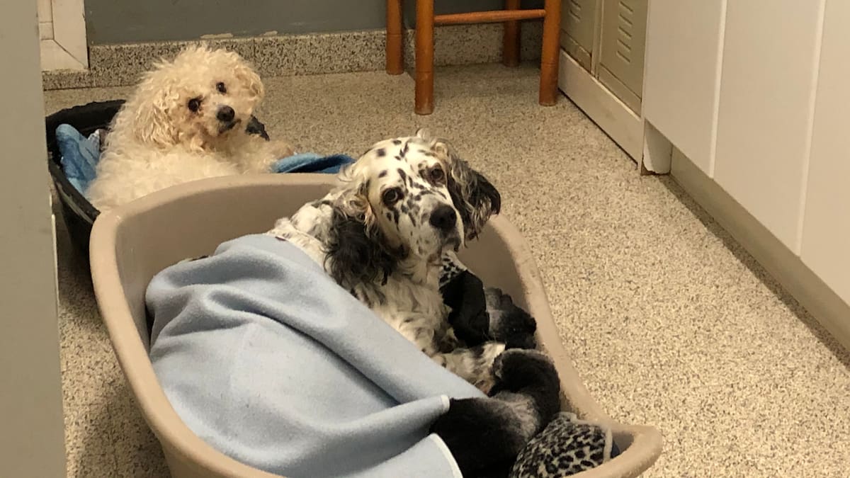 Protectora de Gipuzkoa: "Nunca un animal puede ser un regalo"