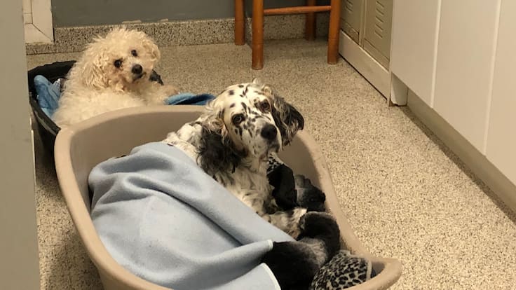 Protectora de Gipuzkoa: "Nunca un animal puede ser un regalo"