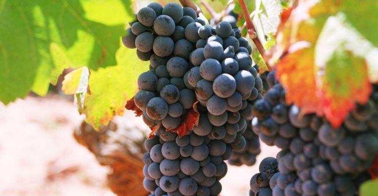 UPA quiere proteger a los productores de uva