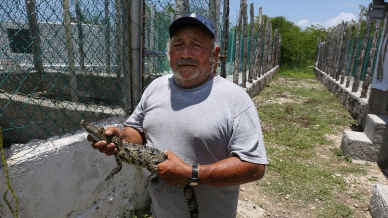 Gaspar Marfil sujeta un cocodrilo de un año