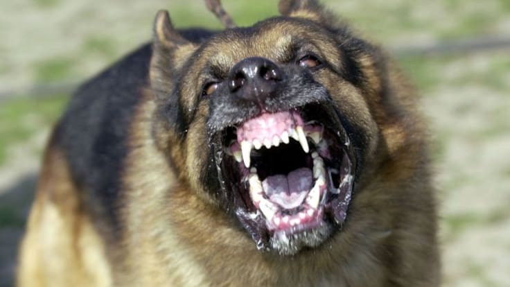 Can de Luna: Agresividad