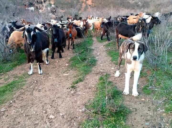 El rebaño de cabras de Clara Benito, con sus dispositivos de GPS