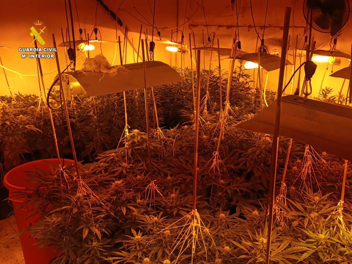 Seis detenidos por cultivar más de 1.600 plantas de marihuana en varios municipios de la provincia de Alicante
