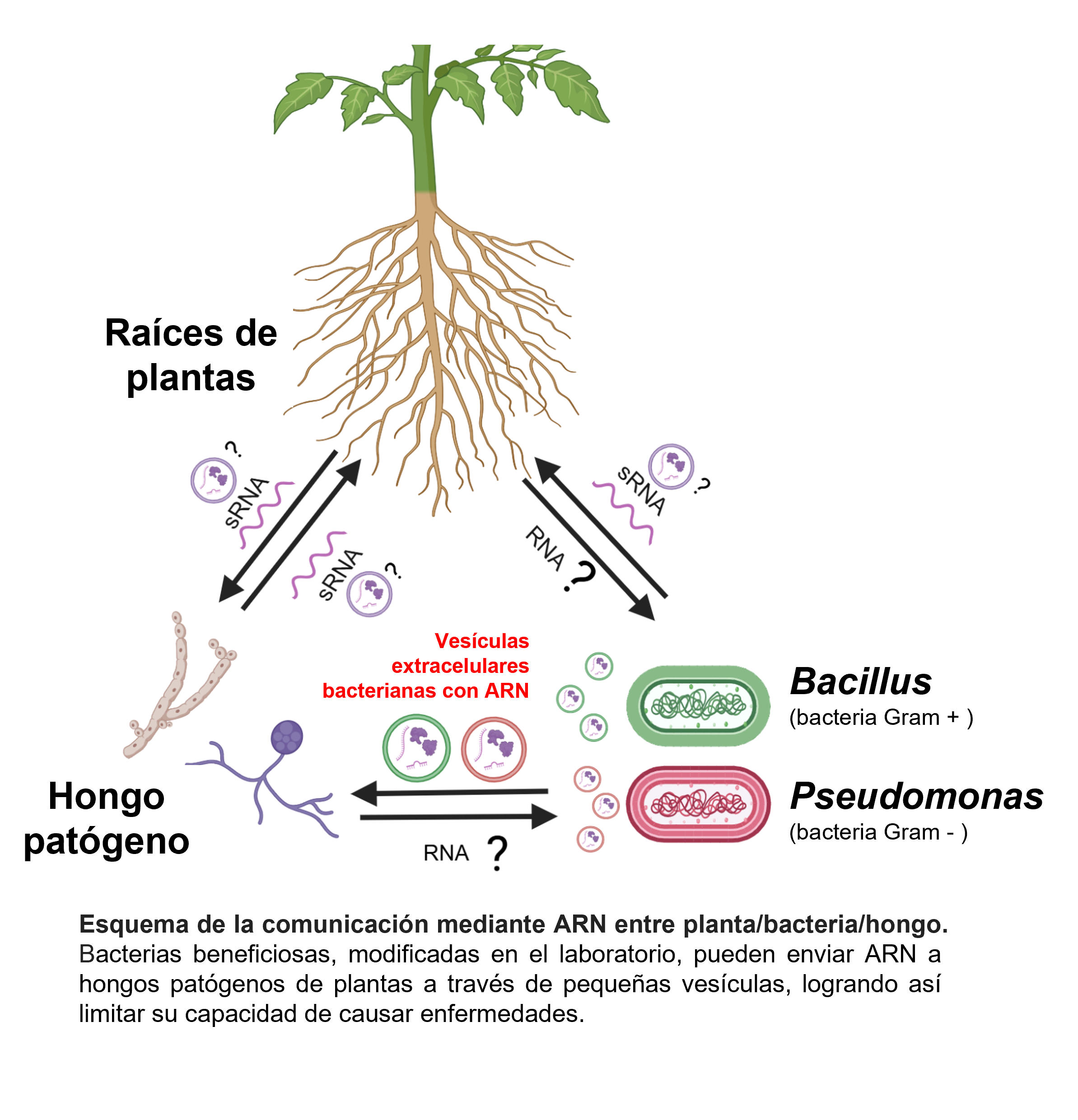 Parte del estudio llevado a cabo por investigadores de la Universidad de Valladolid y California