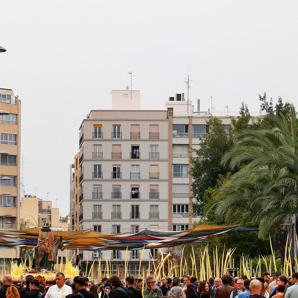 Elche impulsa un sello europeo de indicación geográfica para proteger la Palma Blanca