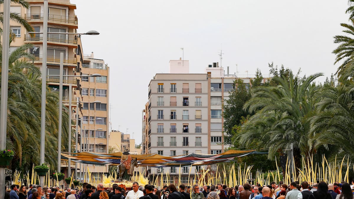 Elche impulsa un sello europeo de indicación geográfica para proteger la Palma Blanca