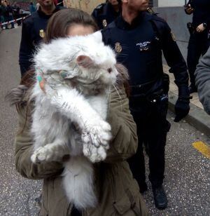Gato afectado por el humo.