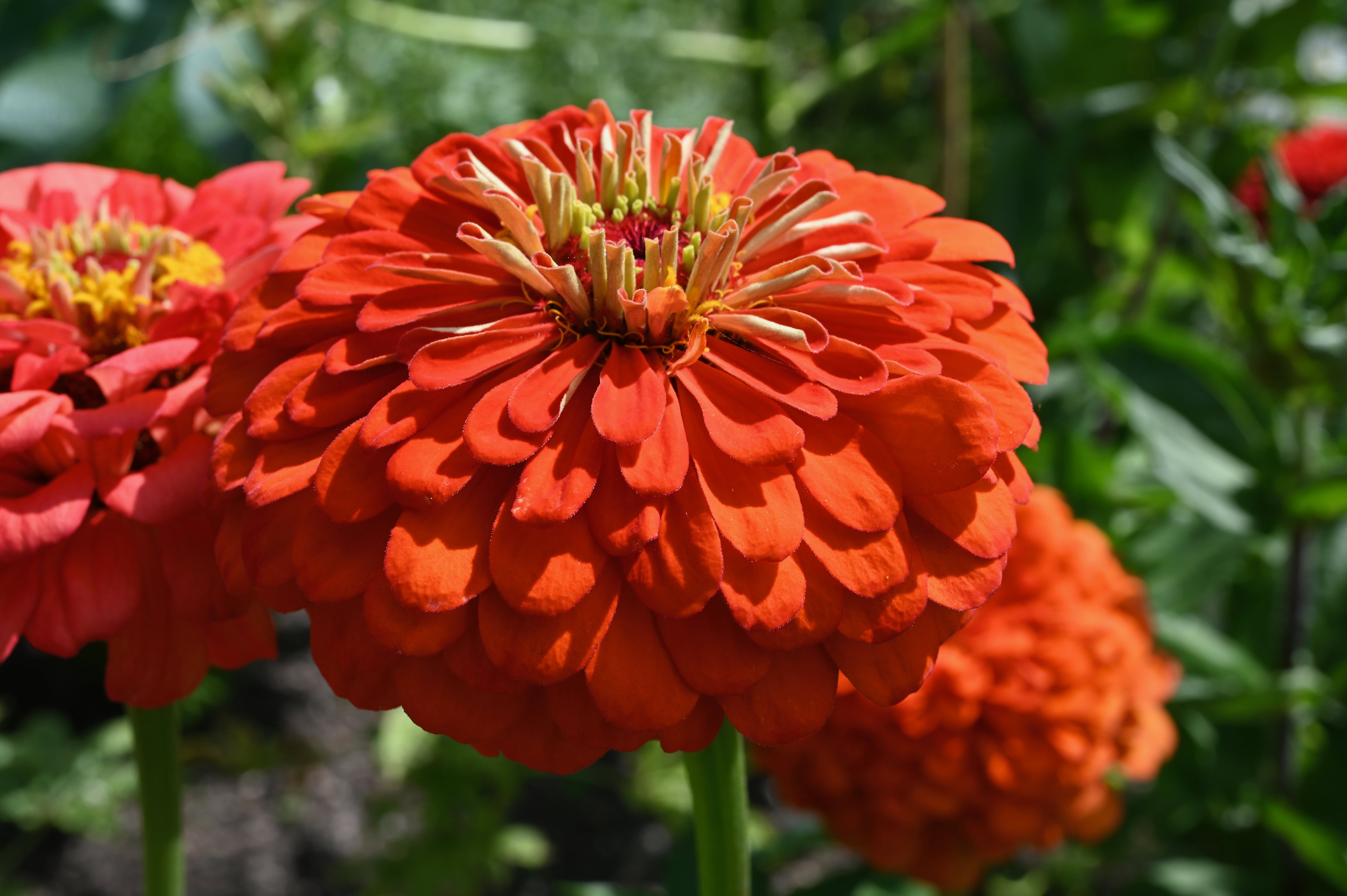 Zinnia