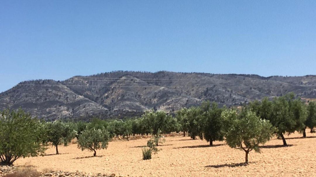 Paraje afectado por el incendio