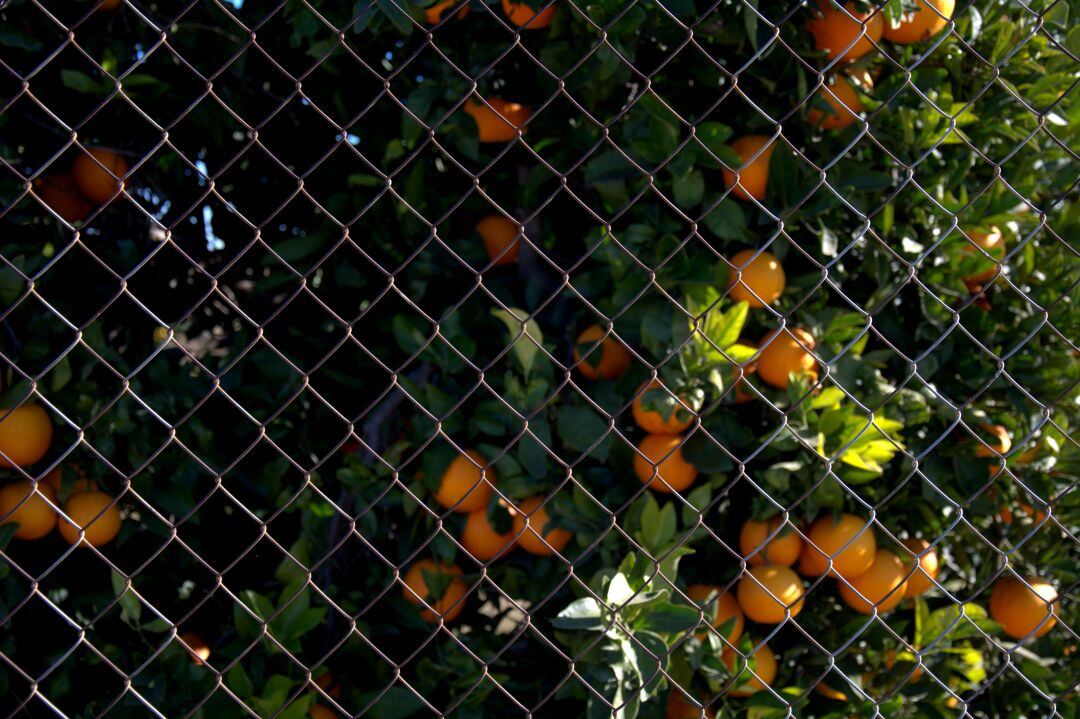 Los robos en el campo valenciano se han reducido en los primeros meses de 2019, según los datos de la Guardia Civil