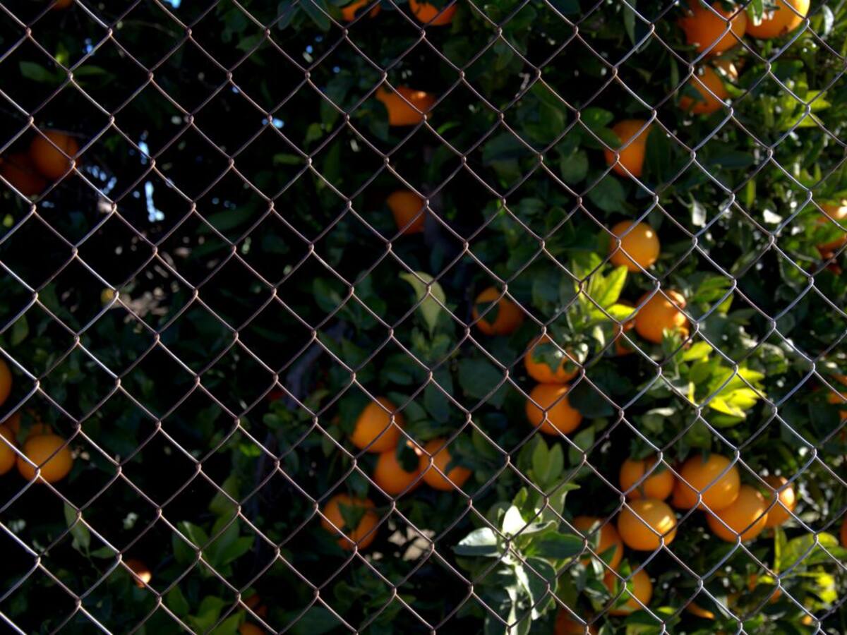 Los robos en el campo bajan un 34% en la Comunitat Valenciana