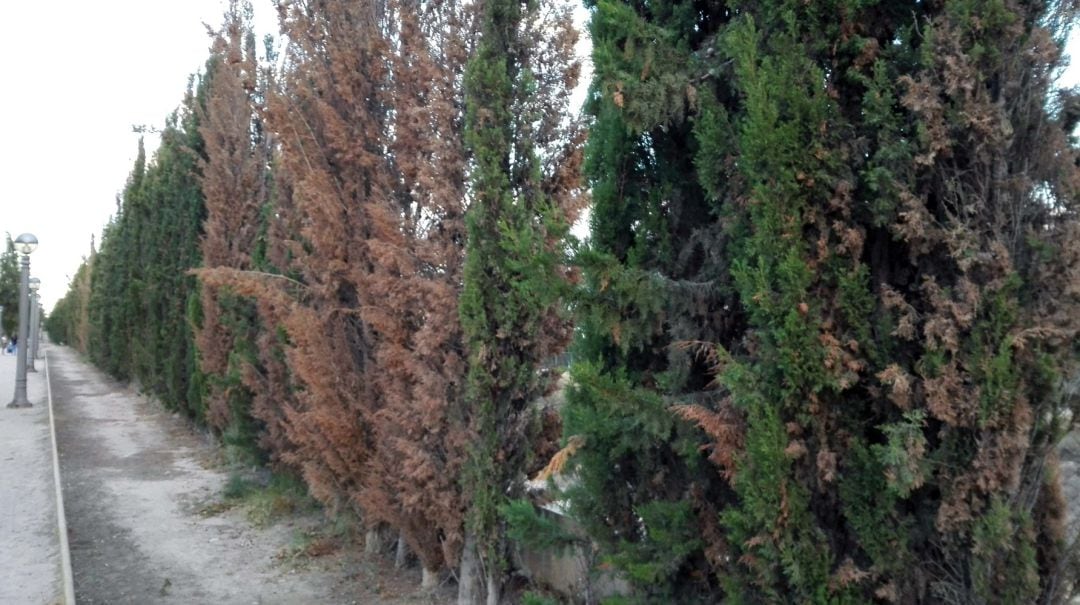 Cipreses afectados por hongos en el barrio de Altabix