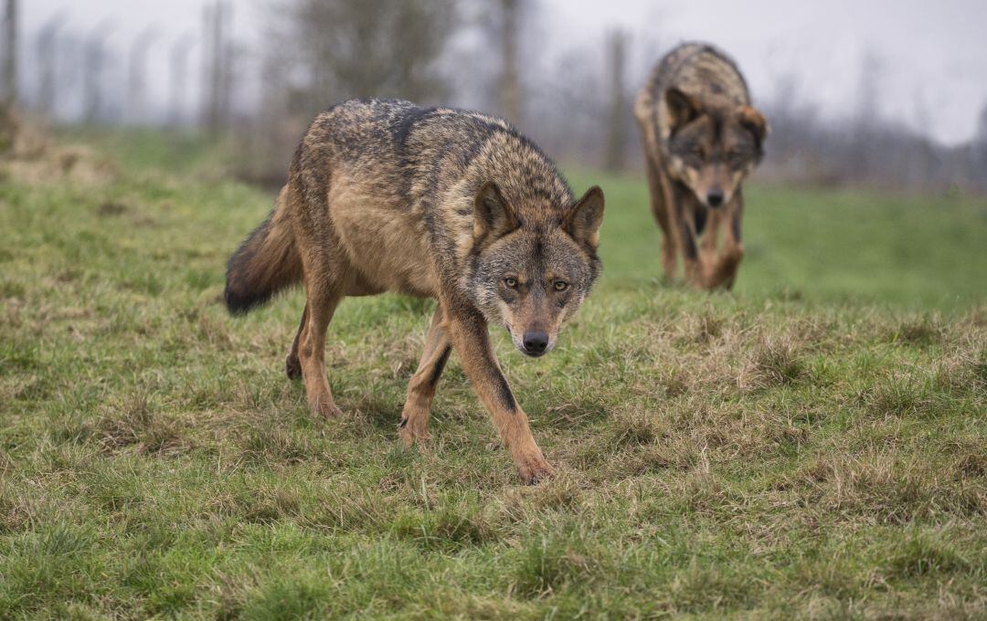 El centro Viñalta organiza una jornada gratuita sobre la ganadería extensiva y el lobo