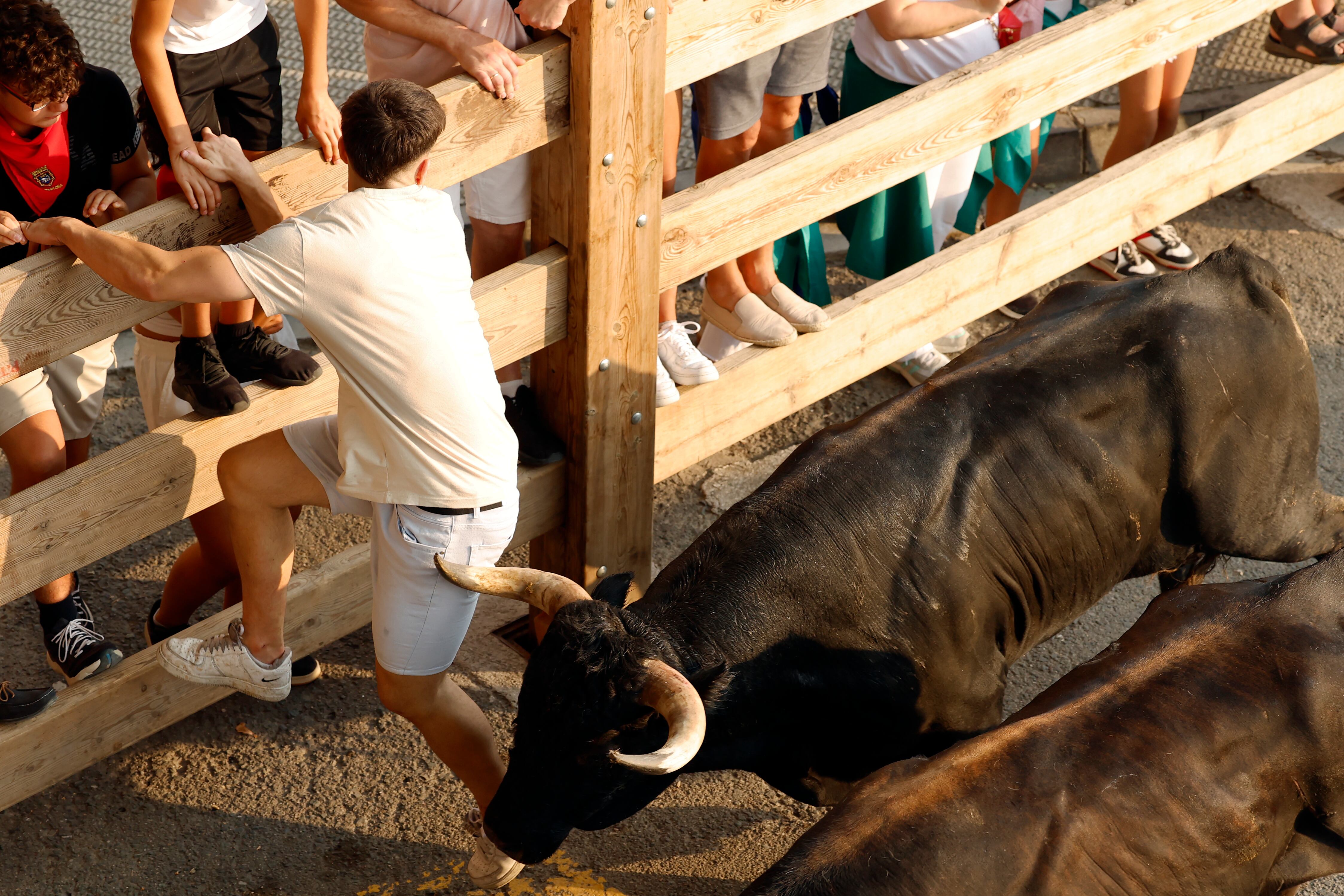 El segundo encierro de las fiestas de Tafalla de 2025 se ha saldado con cinco heridos leves