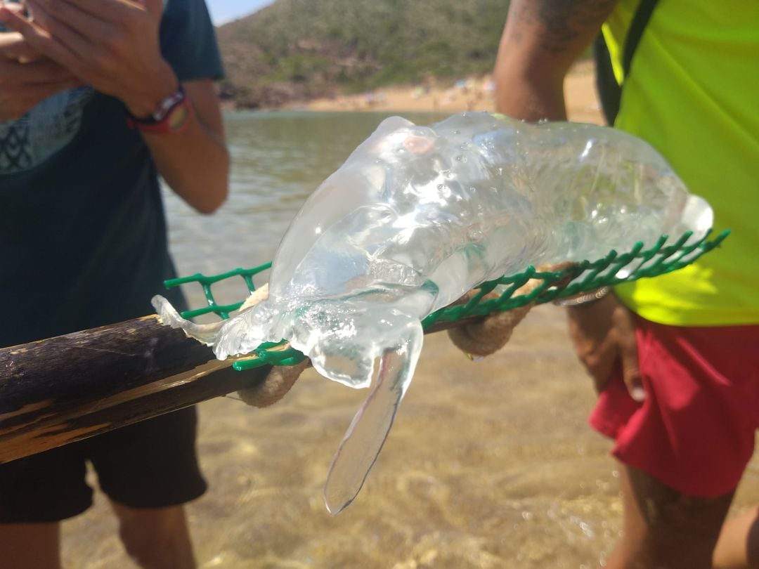Aquesta salpa es va recollir a Cala Pregonda diumenge passat.