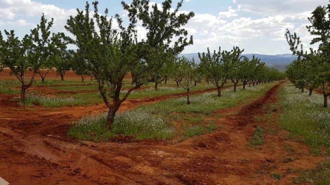 Campo de almendros