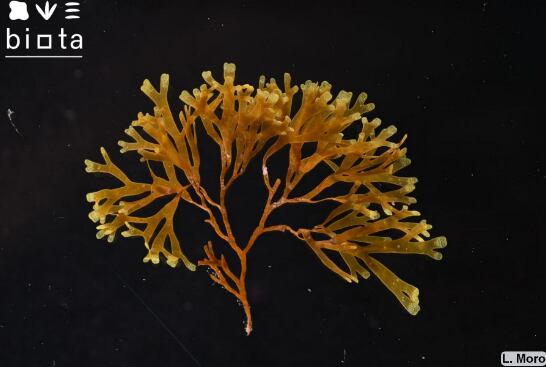 Alga invasora Rugulopteryx okamurae