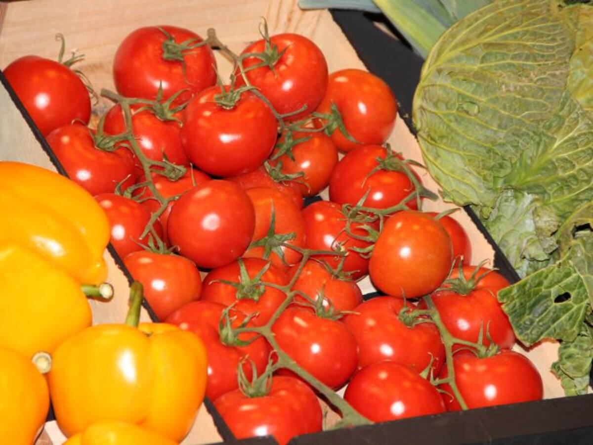 El Tribunal Supremo exime a los tomateros canarios de pagar 12 millones de euros