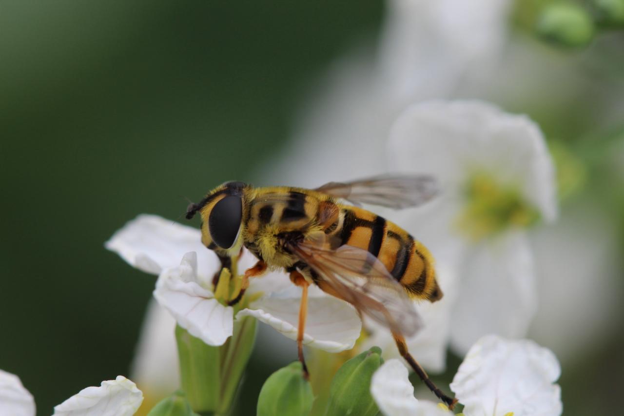 Los sírfidos tiene una  apariencia similar a la de las abejas.