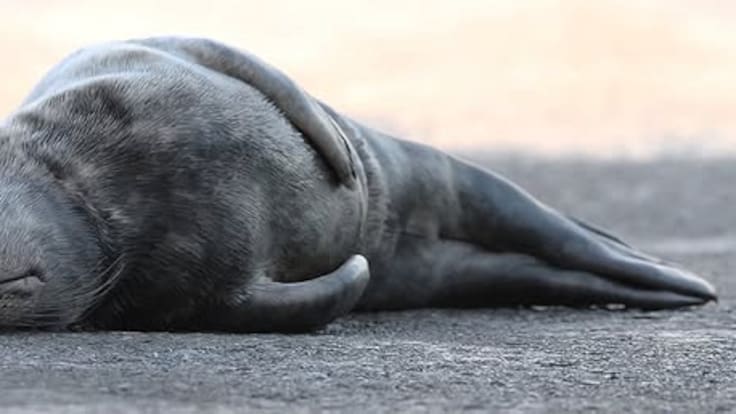 Consejos de Gorka Ocio, naturalista y divulgador de Verballenas: