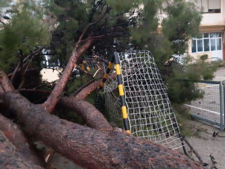 Árbol caído en el colegio Calderón del Grau de Gandia