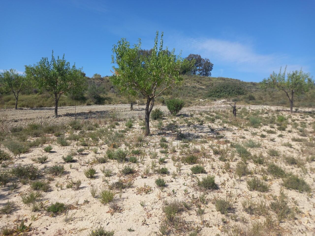 Tomillo entre almendros