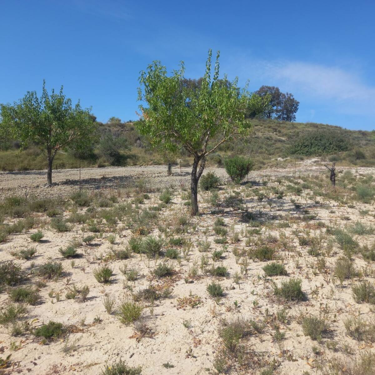 Agricultores y ganaderos de la Región podrán solicitar a partir de este lunes los préstamos que financia la Comunidad para hacer frente a la sequía