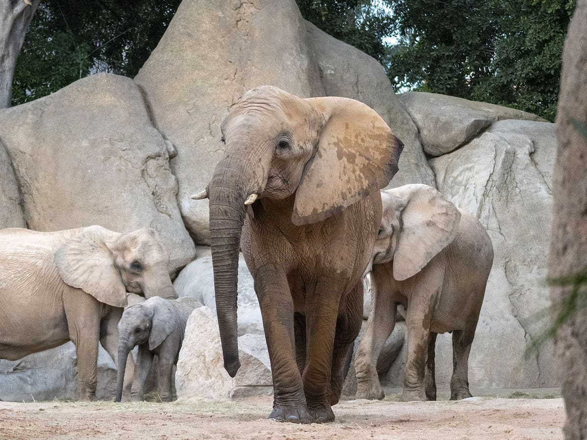 Muere una elefanta del Bioparc de València tras una herida mortal provocada por otro elefante