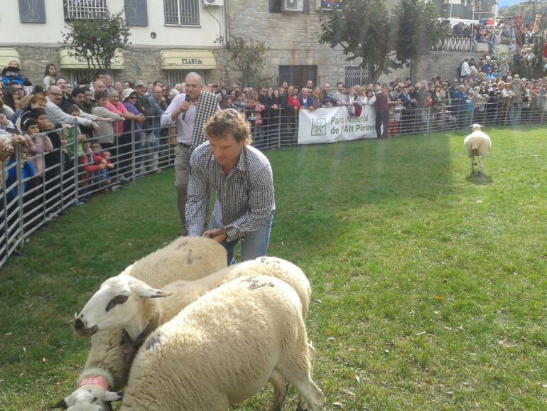 Una imatge de l'ovella del Pallars