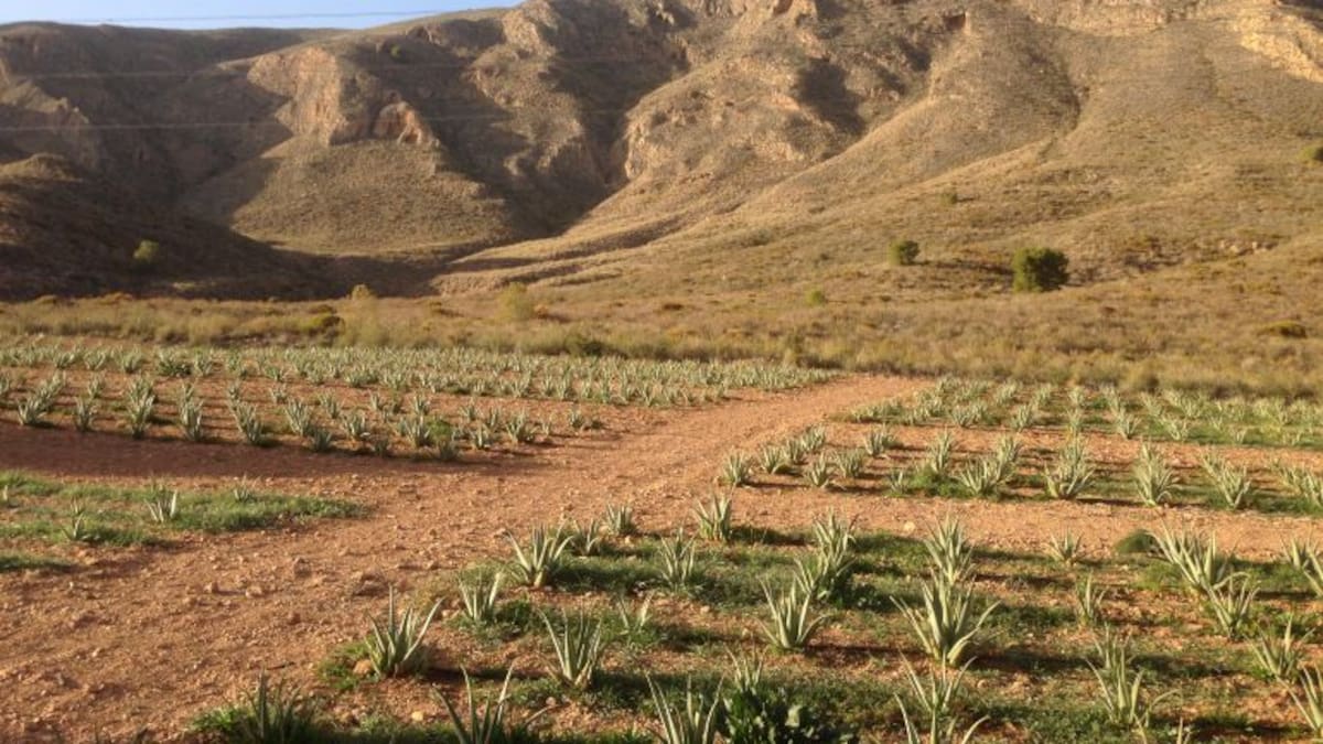 Entrevista sobre cultivar aloe vera de forma ecológica
