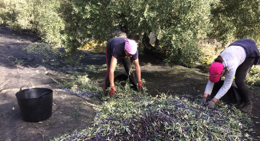 Mujeres recogiendo aceituna en la Subbética