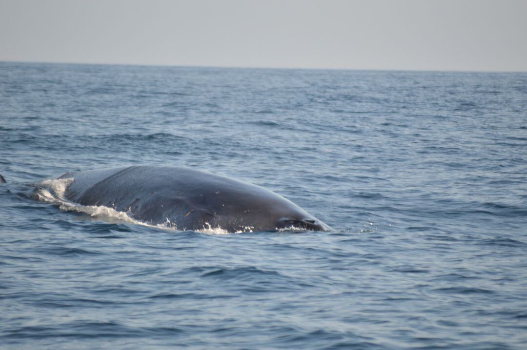 Ballena rorcual por aguas de Dénia.