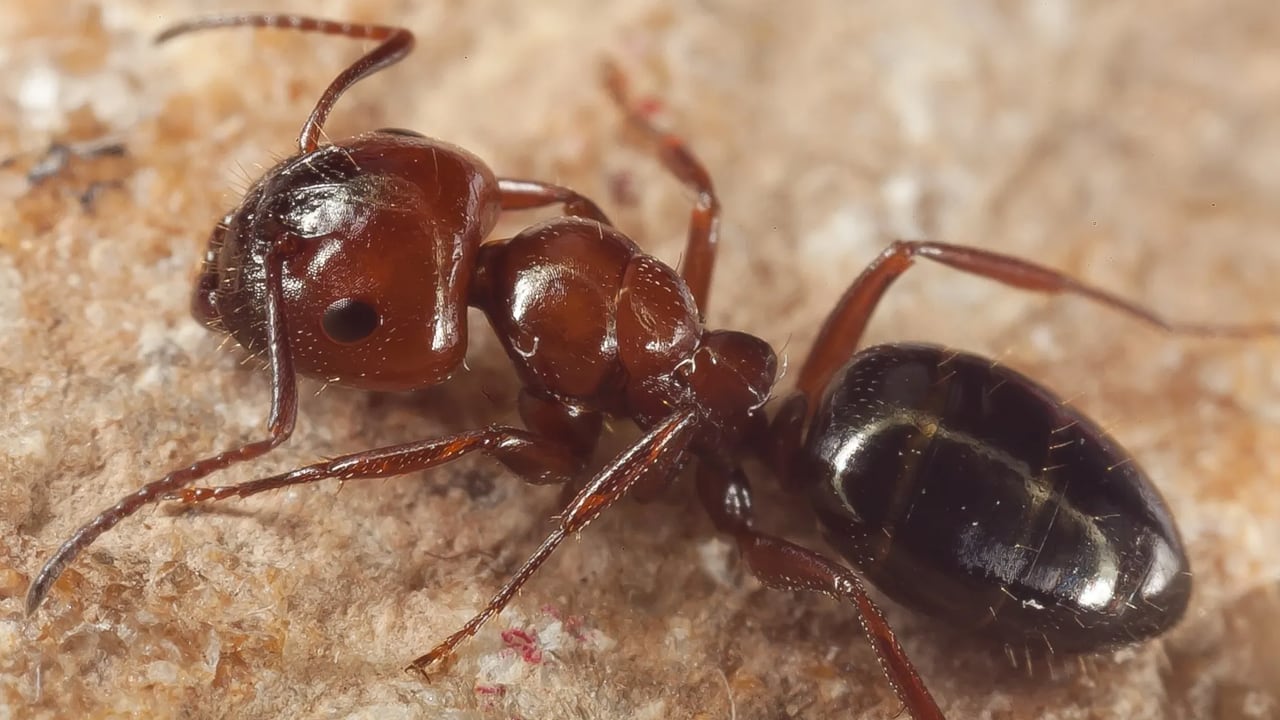 Hormiga Camponotus lateralis detectada en el bosque de la Alhambra, en Granada